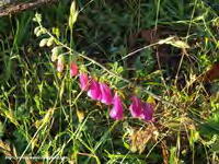 DIGITALIS PURPÚREA