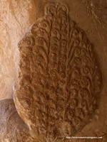 DETALLE DE LA COLA DEL PAVO REAL