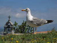 GAVIOTA EN SANTA TEGRA