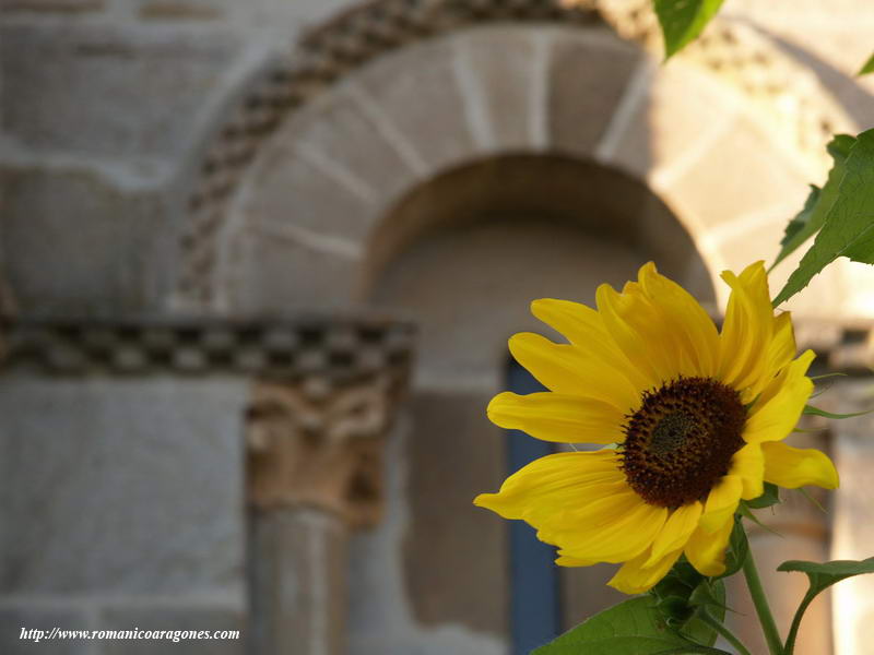 GIRASOLES FRENTE AL TEMPLO