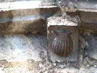 CANECILLO: VENERA